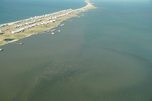 DSC03655- Oyster Farm at Dauphin Island