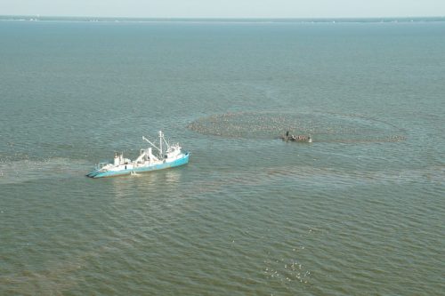 DSC03685- Menhaden fishing