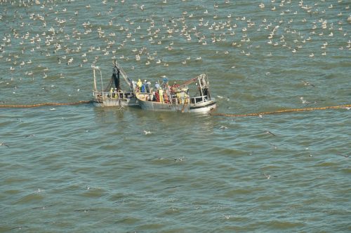 DSC03688- Menhaden fishing with purse seine