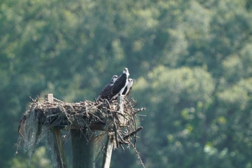 DSC03255 - Osprey chicks about to fledge at Fowl River
