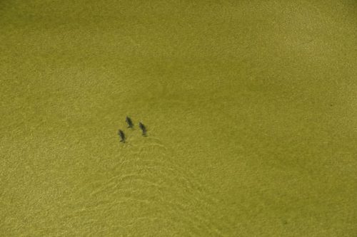 DSC02175- Dolphin at Petit Bois