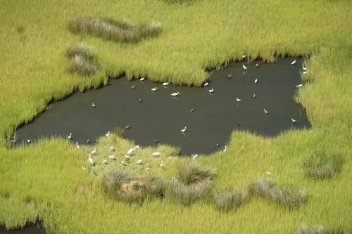 DSC02202- Biloxi Marsh