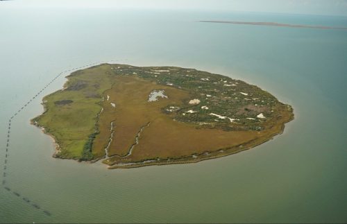 DSC02605- Marsh Island Restoration