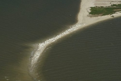 DSC02738- White Pelicans
