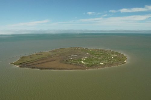 DSC02741- Marsh Island Restoration in Portersville Bay