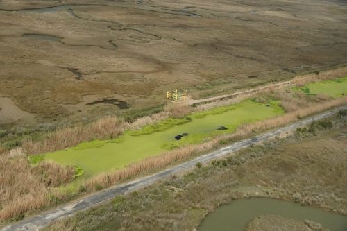 DSC02764- Chevron outfall