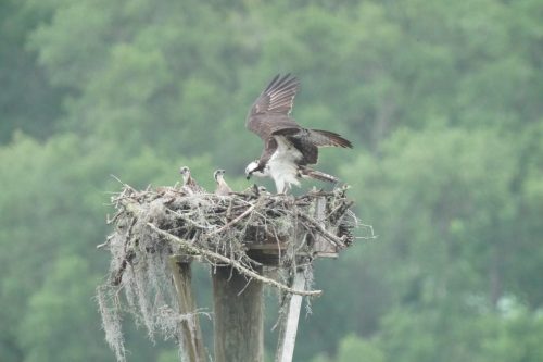 DSC02979- Osprey at Fowl River