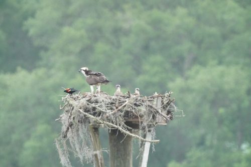 DSC02982- Osprey visited by red wing blackbird