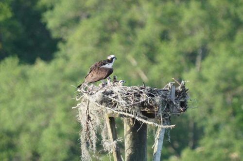 DSC02983- Osprey with 3 chicks