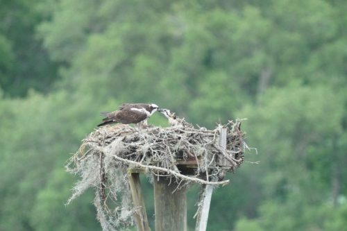 DSC02990- Osprey chick feeding