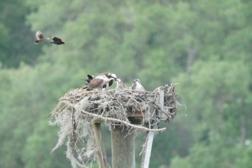 DSC02997- Blackbirds harrasing Osprey