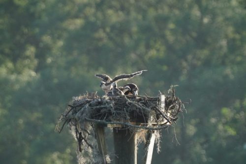 DSC03007- Osprey chick testing its wings