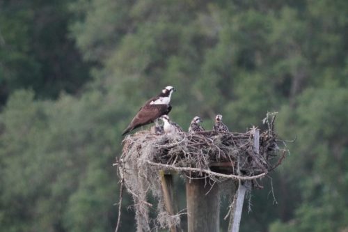 DSC03010- Osprey chicks at Fowl River